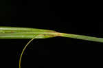 Great smokey mountain sedge